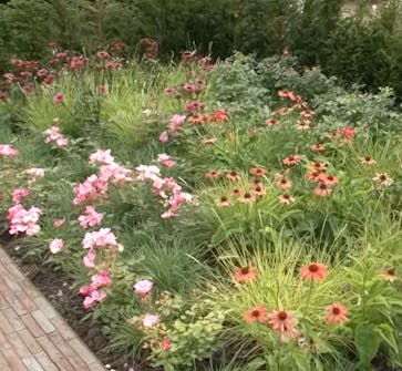 Planlegging av staudebed gress Planlegging av staudebed gress